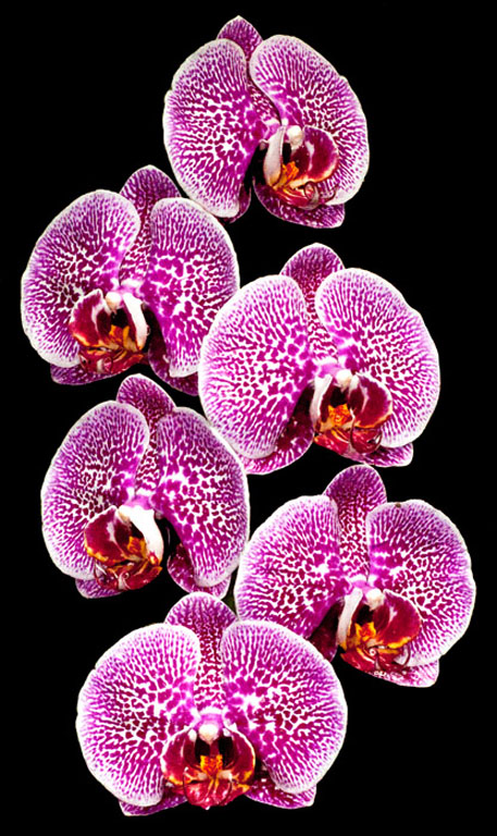 ORCHID 2